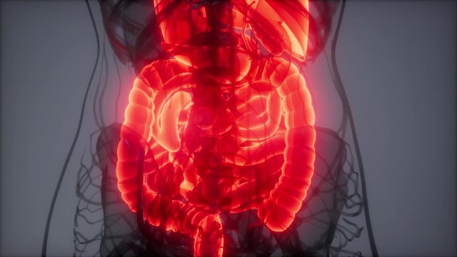 3d illustration of human digestive system parts and functions