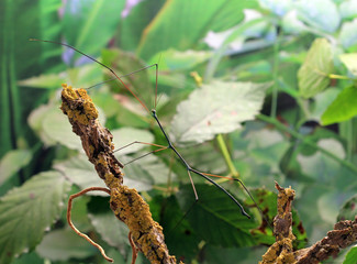 Палочник Ramulus nematodes Blue на ветке