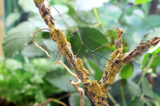 Палочник Ramulus nematodes Blue на ветке