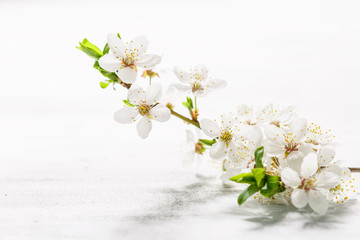 Fototapeta na wymiar Cherry plum branch in blossom on white