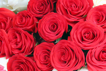 red roses background