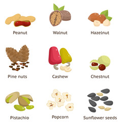 Set of different types of nuts. Sunflower seeds, hazelnuts, pistachios, macadamia, pecan, coconut and others.