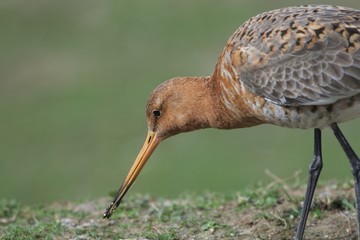 black-tailed godwit