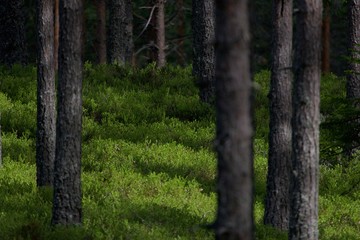bilberry forest