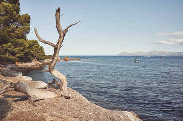 Withered tree by the sea, color toning applied, Mallorca, Spain.