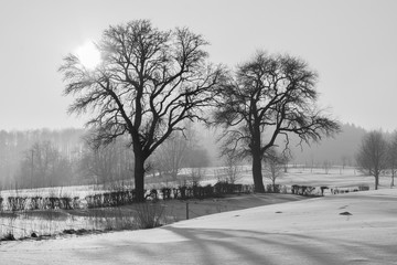 Winterbild mit 2 Birnenbäume in schwarz und weiß mit Sonne Gegenlicht Niemand