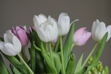 Tulpe Strauß mit weißen und rosa Tulpen mit grauen Hintergrund