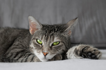 portrait of a tabby cat