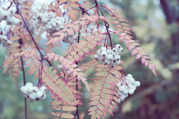 Autumnal detail of a wild Chinese Rowan tree branch with mountain ash leaves and white sorbus berries in a feminine soft pink color tone
