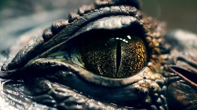 alligator's eye. Close-up of a live alligator's eye. crocodile, caiman. Dinosaur monster