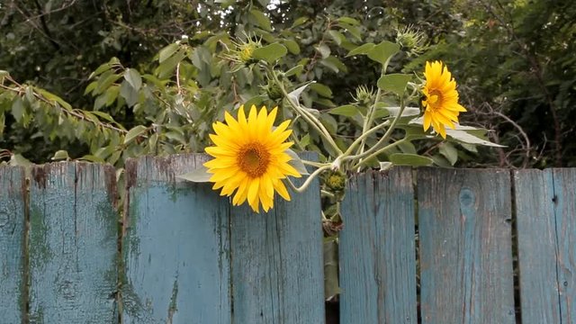 two sunflowers sway in the wind over the old blue fence