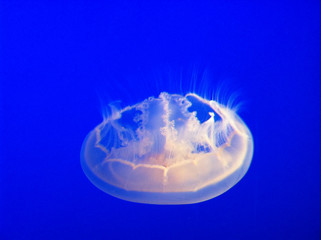 jellyfish in water