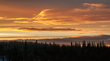 Boreal Morning Skyline - Canadian Forests