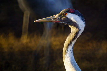 Common Crane birds in the Agamon Hula bird refuge