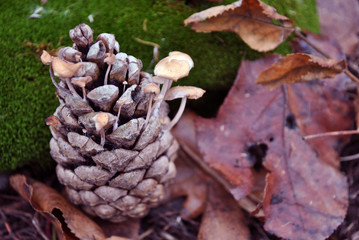 Pine cone with small white mushrooms growing in it on green moss surface with dry rotten leaves, close up detail,  soft blurry background, top view