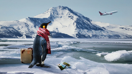 Reiselustiger Pinguin verpasst den Ferienflieger
