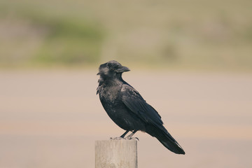 crow on the fence