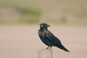 Fototapeta premium crow on the fence