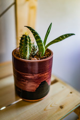 green cactus houseplant display