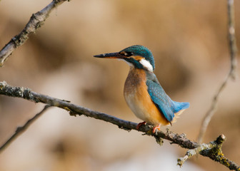 Eisvogel Porträt in natürlicher Umgebung