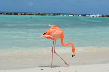 Fotobehang flamingo on the beach © JuanDavid