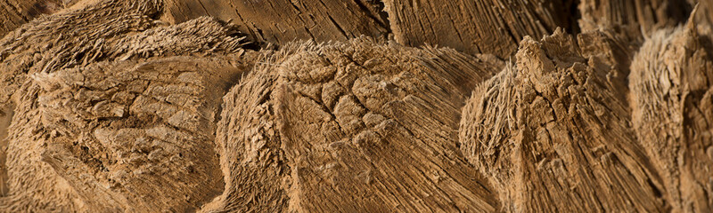 Abstract detail showing the amazing bark of a palm tree in a typical wadi in the Egyptian White desert National Park