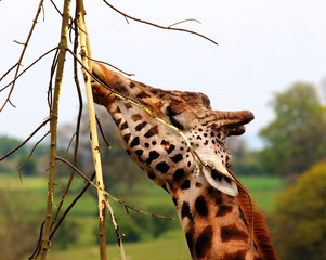 Giraffe eating bark