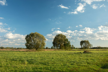 Big green meadow and tall trees, white clouds on blue sky