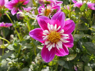 large-leaved, pink, white, yellow blossom of a dahlia, blurred background