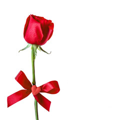 Valentine's day Card with Red Rose isolated on white background. .