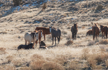 Wild Horses in the Utah Desert in Winter