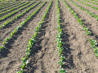 Fototapeta na wymiar young plants in rows in a organic cultivated field