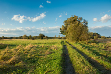 Road through a meadow, big trees, horizon and white clouds in the sky