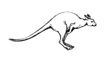 Obraz na płótnie Canvas Kangaroo. Vector drawing