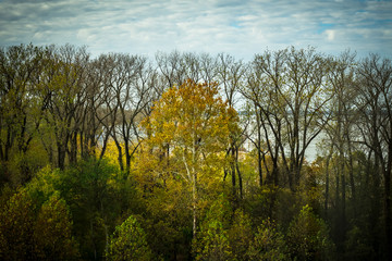 yellow trees in autumn