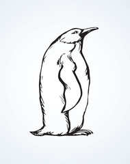 Penguin. Vector drawing