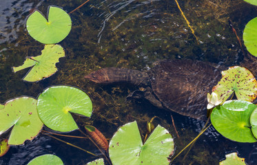 Florida softshell turtle (Apalone ferox) swimming submerged in lake - Long Key Natural Area, Davie, Florida, USA