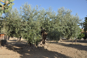 The beautiful Olive in farmland