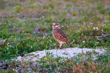 Florida burrowing owl (Athene cunicularia floridana) on nest/burrow in field with small flowers - Pembroke Pines, Florida, USA