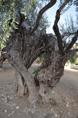 The beautiful Olive in farmland