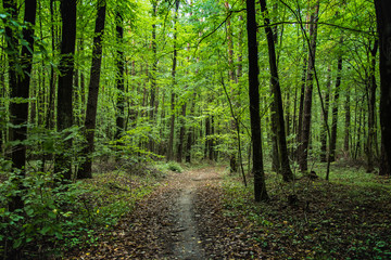 Fototapeta na wymiar Path through deciduous forest and fallen brown leaves