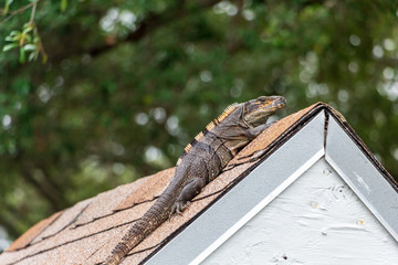 Spinytail iguana (Ctenosaura) on roof of shed - Topeekeegee Yugnee (TY) Park, Hollywood, Florida