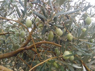 The beautiful Olive in farmland