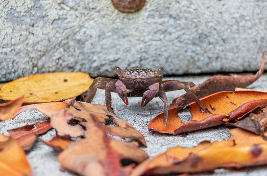 Mangrove tree crab (Aratus pisonii) with mangrove leaves - Anne Kolb at West Lake Park, Hollywood, Florida
