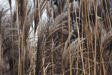 Natural pattern dry reed instagram toned