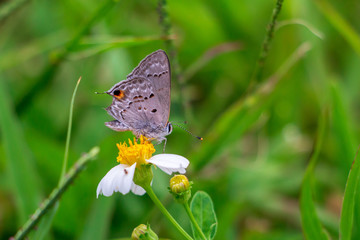 Martial scrub hairstreak butterfly (Strymon martialis) on small flower - Pembroke Pines, Florida, USA