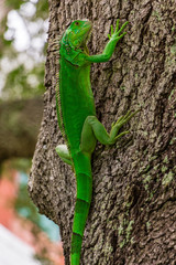 Obraz premium Green iguana (iguana iguana) on southern live oak tree - Davie, Florida, USA