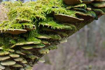 Group of mushrooms hubs and green moss growing on a tree trunk