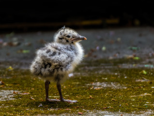 very small and cute seagull nestling in Stockholm city
