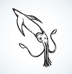 Fototapeta premium Squid. Vector drawing